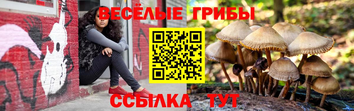 Псилоцибиновые грибы Psilocybine cubensis Анапа